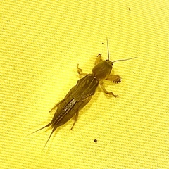Neocurtilla