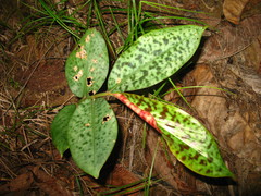 Etlingera brevilabrum