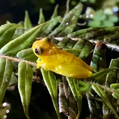 Dendropsophus minutus