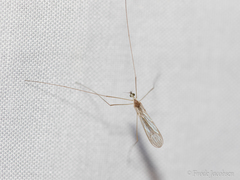 Gonomyia
