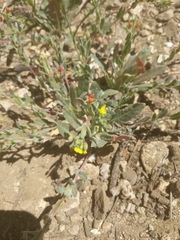 Camissoniopsis micrantha