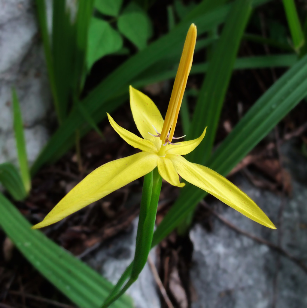 Tigridia convoluta