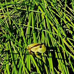 Dendropsophus elegans