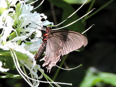 Heraclides rogeri pharnaces