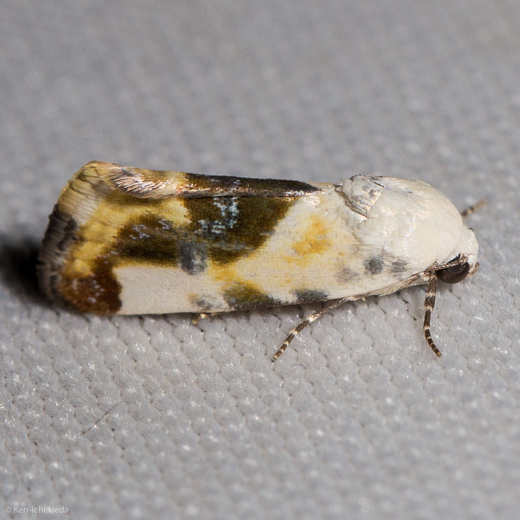 Tarache arida