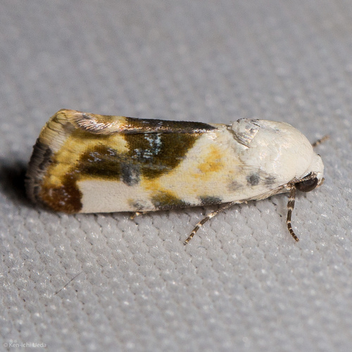 Tarache arida