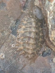 Mopalia porifera