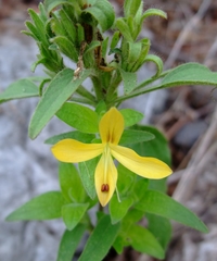 Tetramerium glandulosum