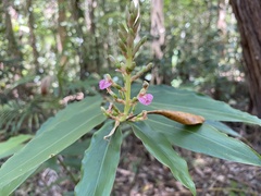 Alpinia arundelliana