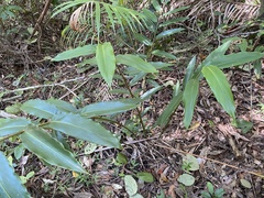 Alpinia arundelliana