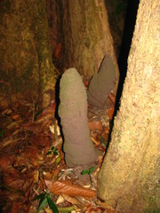 Termitinae