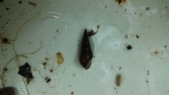 Melanoides tuberculata