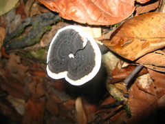 Sanguinoderma rugosum