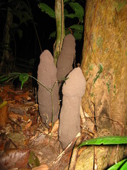 Termitinae