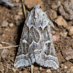 Plataea trilinearia