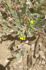 Camissoniopsis micrantha