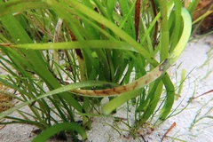 Posidonia australis
