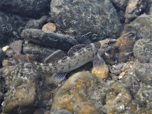 Greenbreast darter (Etheostoma jordani) — Percidae