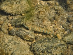 Etheostoma stigmaeum