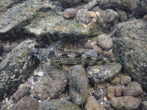 Rock darter (Etheostoma rupestre) — Percidae