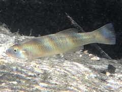 Fundulus seminolis