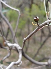 Eucalyptus polybractea