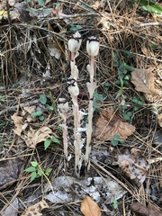 Monotropa uniflora image