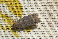 Anacampsis innocuella