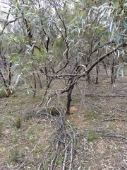 Eucalyptus polybractea