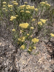Ozothamnus retusus