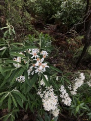 Olearia phlogopappa