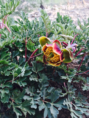 Paeonia brownii