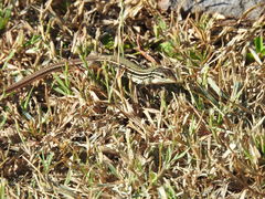 Aspidoscelis costatus