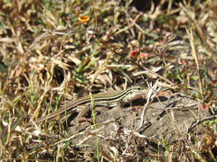 Aspidoscelis costatus