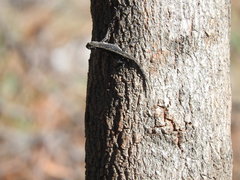 Urosaurus bicarinatus