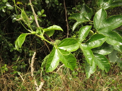 Passiflora mixta