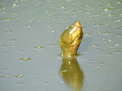 Kinosternon integrum