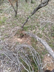 Eucalyptus polybractea