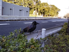Corvus macrorhynchos