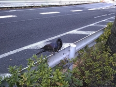 Corvus macrorhynchos