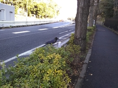 Corvus macrorhynchos