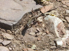 Aspidoscelis costatus