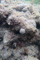 Amblypneustes elevatus elevatus