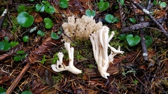 Ramaria acrisiccescens