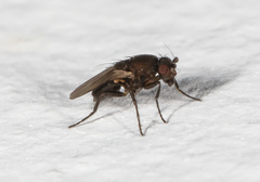 Coproica ferruginata