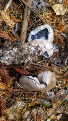 Cortinarius cyanites