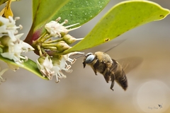 Xylocopa phalothorax