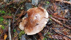 Phlegmacium balteatum