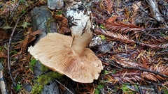 Phlegmacium balteatum