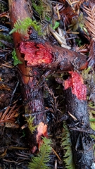 Phanerochaete sanguinea